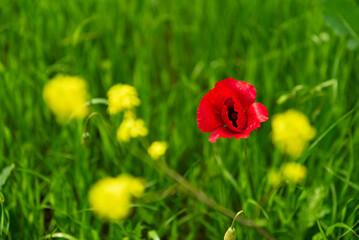 red poppy on green field , background