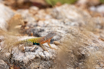 Male greater earless lizard, Cophosaurus texanus, in the Sonoran Desert. A colorful reptile native to the American Southwest in his natural habitat. Pima County, Tucson, Arizona, USA.