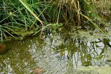 grass and water