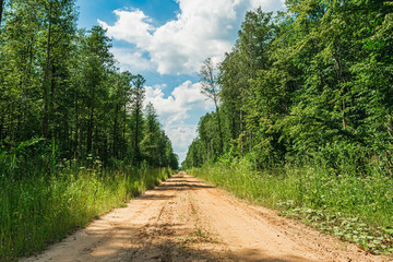 Straight sandy road with tread marks in green forest. The side of the country road is overgrown with dense grass and trees. Summer sunny day in the forest. Nature landscape background