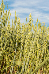 Growing and maturing wheat field. View on fresh ears of young green yellow wheat close-up on a blue sky with clouds background.