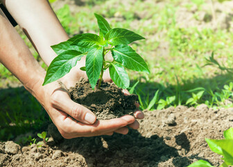 A woman holding young green tree in hands and prepare for planting, selective focus. Earth day, ecology and environment concept.