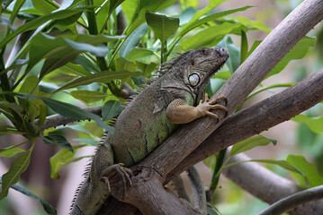 iguana on tree