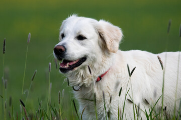 White golden retriever dog in a field of long grass