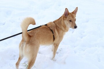 In cold winter weather, a red dog went for a walk, where white snow lies all around.