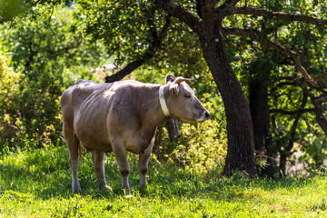 vaca en medio del campo a la sombra de un árbol