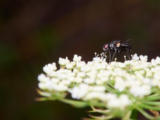 fly on flower