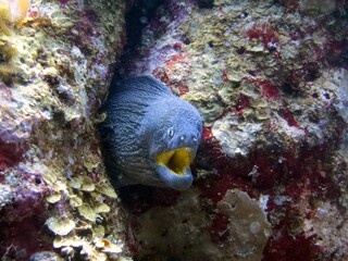 red sea fish and coral reef