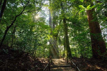 高千穂神社 神聖なる木々