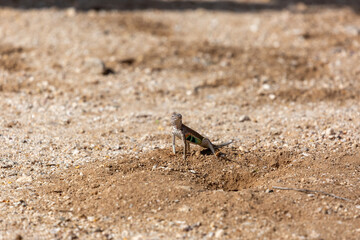 Male greater earless lizard, Cophosaurus texanus, in the Sonoran Desert. A colorful reptile native to the American Southwest in his natural habitat. Pima County, Tucson, Arizona, USA.