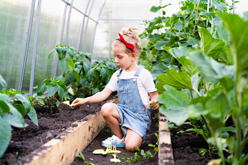 a little blonde girl in a greenhouse with a shoulder blade and a rake takes care of plants, the...