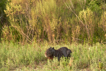 Capybara, hydrochoerus hydrochaeris, largest living rodent, native to South America, a summer afternoon, in El Palmar National Park, Entre Rios, Argentina.