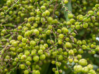 Green palm seeds. Seeds on the tree. Peas on a palm tree.