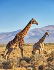 Giraffes in Savanna in safari on hot, sunny summer day. Wilderness of nature full of light brown...