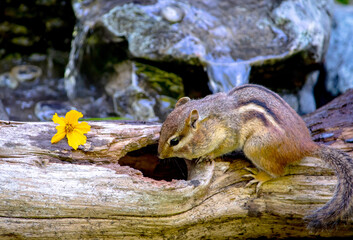 Anybody home? cute chipmunk looks inside a hollow log to make sure no one else is home inside