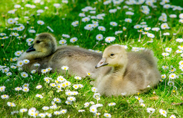Baby geese in tiny daisies realx on a spring day