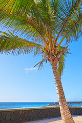 A tall palm tree on a patio or veranda overlooking the ocean at a popular tourist resort in Santa Cruz, La Palma, Canary Islands. A quiet and tropical island holiday, vacation and travel destination