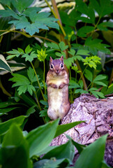 Chipmunk standing in greenery, begs for a bit of food