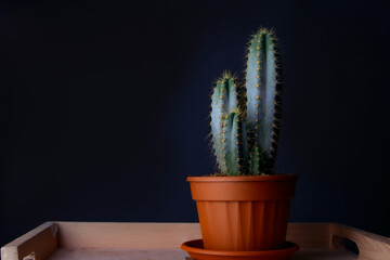 green cactus in a red pot. black background. still life photography 