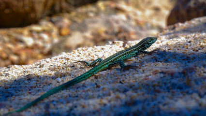 close up of a lizard, Podarcis tiliguerta, endemic of sardinia. on a rock near the beach.