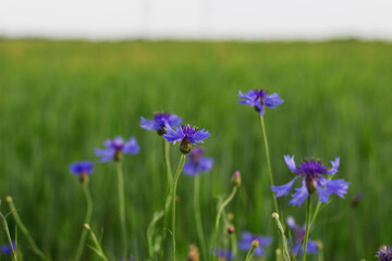 Obraz na płótnie Canvas blue cornflowers in the grain field in summer