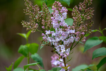 Lilacs in spring time grow on this green bush