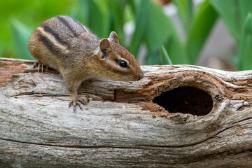chipmunk checks out a hollow log, looking for a new home
