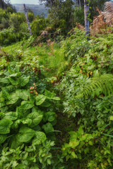 Green tree plants in the mountains with lush greenery and foliage. Closeup landscape view of biodiverse nature scenery with lush vegetation growing in the wild forest of La Palma, Canary Islands