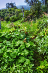 Green foliage, flora and plants in the mountains with lush greenery. Closeup landscape view of biodiverse nature scenery with lush vegetation growing in the wild forest of La Palma, Canary Islands