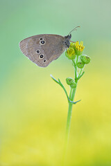 Fototapeta premium Brauner Waldvogel (Aphantopus hyperantus)