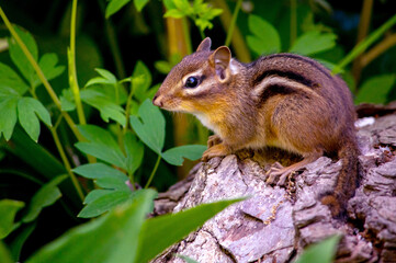 Naklejka na ściany i meble watchful chipmunk on a log outdoors looking for danger