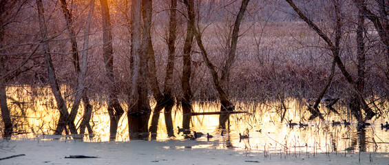 sunset silhouette with wild ducks at a nature preserve in Indiana USA