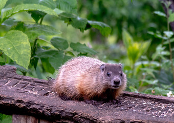 woodchuck on wood plank munches on sunflower seeds at a nature preserve 