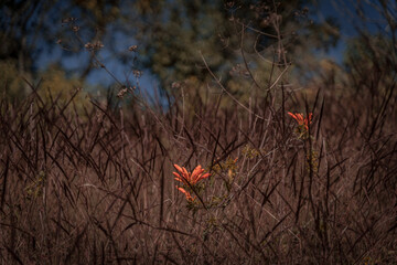A orange flower in a Brazilian landscape