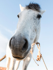 Naklejka premium Rostro de caballo en primer plano con montura puesta color blanco con trompa gris
