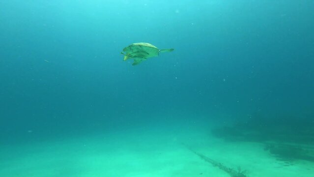 Caribbean sea turtle swimming in the open ocean with two remoras in Sint Maarten
