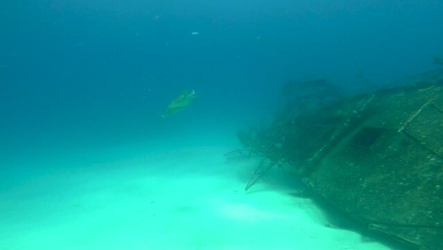 Caribbean sea turtle swimming right by the camera with three remoras near a wreck in Sint Maarten

