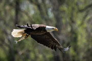 Bald Eagle after a successful fishing attempt. 