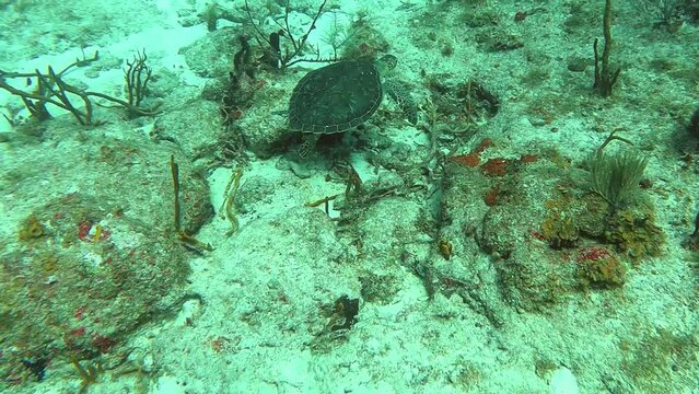Caribbean sea turtle swimming along the coral reef in Sint Maarten along submerged cable