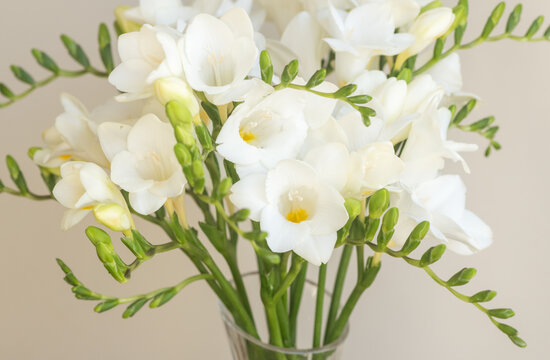 Full frame closeup of white freesia flowers in vase against beige background