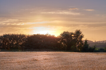Obraz premium Golden sunset over sustainable crops of wheat in an open agricultural field during harvest season on a farm with copy space. Stalks of dry grain cultivated on an organic farm in the countryside