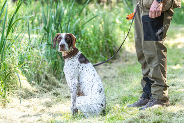 Hunting training scene: A male braque francais hound sitting beneath it´s owner on a field in...