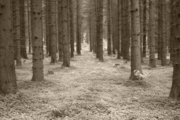 Grayscale landscape of Autumn leafless trees in a forest with copy space. Nature view of many tree trunks and branches in a remote nature location. Wild woods with grassy meadow with vintage filter