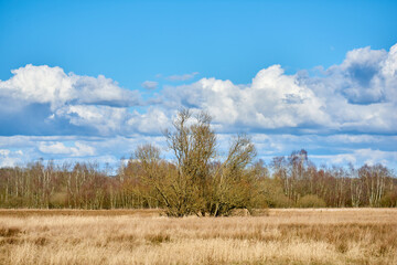 Obraz premium Scenic landscape with green plants, leaves and grass growing in autumn. A single tall tree growing in an open field with a lush and thriving forest in the background with cloudy blue sky copyspace.