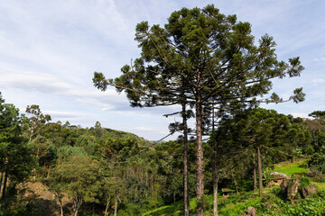 Fototapeta na wymiar Typical tree from southern Brazil, Araucaria, Nova Petrópolis, RS, Brazil