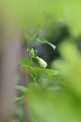 White flowers of Winged bean. (Psophocarpus tetragonolobus plant)