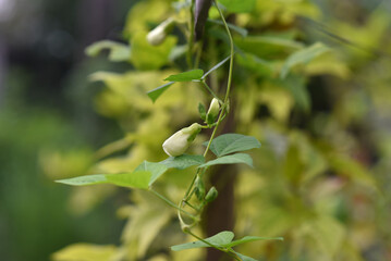 White flowers of Winged bean. (Psophocarpus tetragonolobus plant)