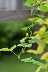 White flowers of Winged bean. (Psophocarpus tetragonolobus plant)