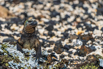 Galapagos Marine iguana on the rocks