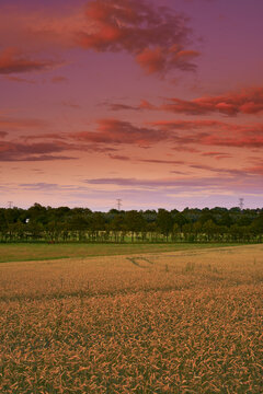 Landscape view of an empty field in the harvest in summer. Secluded and remote farm for growing crop against a pink cloudy sky in the morning. Agricultural field or grassland in the countryside © SteenoWac/peopleimages.com